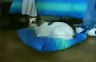 porn video Small glasses baby with hood and the thick cock